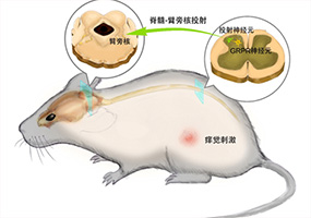 首次揭示痒觉从脊髓传递到大脑的一条重要环路