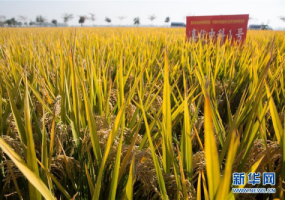 “分子模块设计”育种水稻完成实收测产