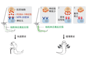 首次揭示个体衰老速度差异的遗传基础
