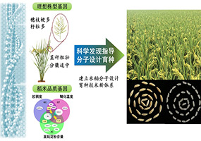 “水稻高产优质性状形成的分子机理及品种设计”获...