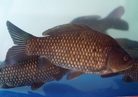 我国培育出高产异育银鲫新品种“中科5号”