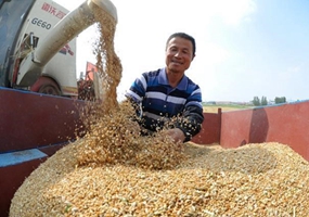 “渤海粮仓”工程5年为河北省增粮47.6亿公斤