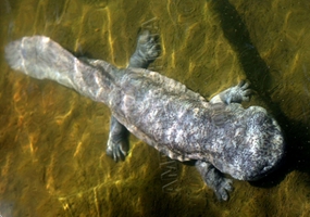 中国大鲵遗传多样性与保护研究取得重要进展