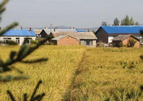 “中科804”水稻分子设计育种取得新进展