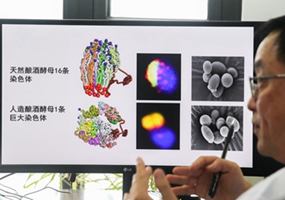 国际首例人造单染色体真核细胞创建成功