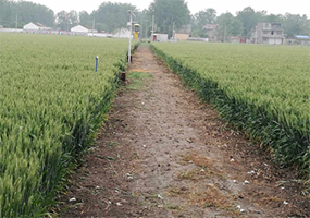 中科院“第二粮仓”培育出多个科技良种