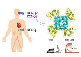 抗癫痫Ⅰ类新药派恩加滨获准临床研究