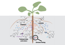 植物根系微生物组的调控研究获重要成果