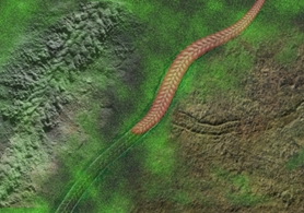 新化石揭示寒武纪大爆发前夕动物重要演化事件