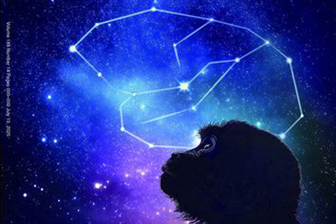 攻坚“终极问题”，中国脑图谱绘制迈出重要一步