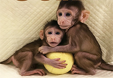 克隆猴及脑认知和脑疾病机理研究
