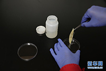 科考人员在“探索一号”船上整理从深海获取的生物样品钩虾