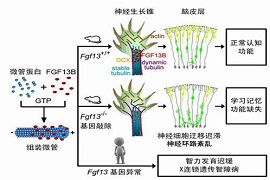 脑发育分子调控机制2.jpg