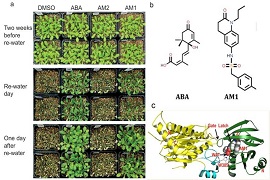 抗旱“调节剂”帮助作物渡“旱关”：可以帮助植物锁住叶面水分、减少蒸发.jpg