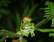 跨越物种的爱情